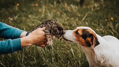 Pets are at the heart of our petcare story